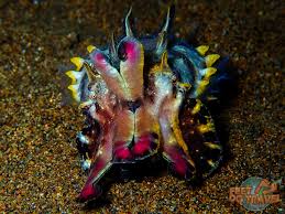 Image result for Daucus incognitus