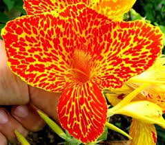 Orangeish Cannas Canna Lily Maui Punch Canna Flower