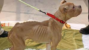 Humane law officers rescued a dog who was abandoned in an orange grove, severely emaciated. Emaciated Dog Rescued Former Owner Charged With Animal Cruelty Wjar