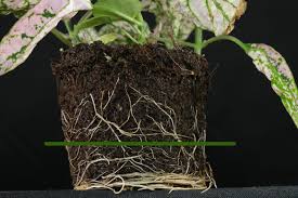 The biggest issue is that it will start to become leggy if it's not getting enough light. Polka Dot Plant Hypoestes Phyllostachya