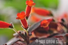 Image result for Kohleria