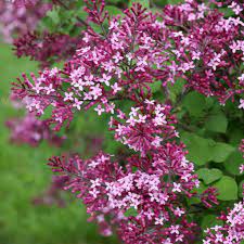 Panicles of rich purple, highly fragrant flowers which are attractive. Buy Affordable Bloomerang Dark Purple Lilac Bush Syringa Vulgaris Arbor Day Foundation Buy Trees Rain Forest Friendly Coffee Greeting Cards That Plant Trees Memorials And Celebrations With Trees And More
