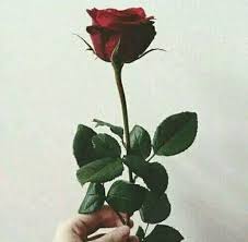 Explore more searches like sekuntum bunga. Bibit Bunga Mawar Hidup Pink Soft Import Rose Flower Ruber Rosis Cantik Dan Antik Rp 9 900 Tanpa Duri Havana Lazada Indonesia
