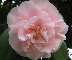 They can be seen in artistic, literary, poetic, filmographic and musical works. 20 Famous Flowers In Japan And Where To See Them Compathy Magazine