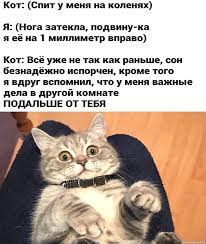 Мемы - Кот на коленях | Facebook