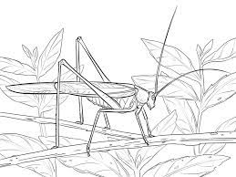 Click the katydid coloring pages to view printable version or color it online (compatible with ipad and android tablets). Coloring Pages Coloring Pages Katydid Printable For Kids Adults Free