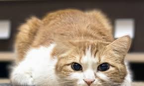Unwillingness to sit, jump, walk or use the affected limb in any way. Why Is My Cat Limping Smart Tips
