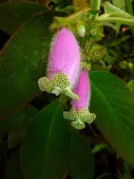 Image result for Kohleria