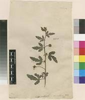 Image result for Tragia hildebrandtii