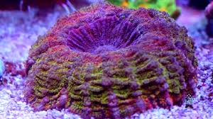 Image result for Microcoelia corallina