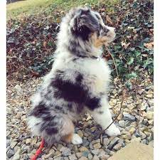 Puppy Puppypet Puppywallpaper Doglover Aussie Puppies Australian Shepherd Puppies Shepherd Puppies