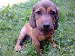 Image result for alpský brakýř jezevčíkovitý