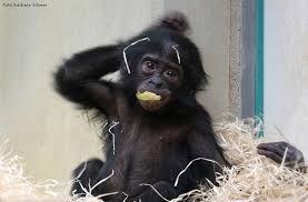 Mayoral 2020 sonbahar / kış kombinleri. Www Zoo Wuppertal Net Bonobo
