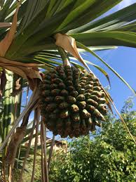 Image result for Pandanus utilis
