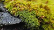 Mosses Play Key Roles in Ecosystems from Tropics to Tundra - Eos