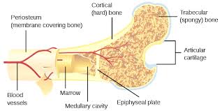 Two types of bone tissues in cross section of a long bone : File Bone Cross Section Svg Wikimedia Commons Bone Marrow Cancellous Bone Yellow Bone Marrow