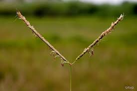 Image result for Ischaemum amethystinum