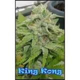King Kong - Strain Information - CannaConnection