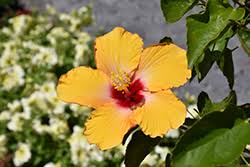 Image result for Hibiscus torrei