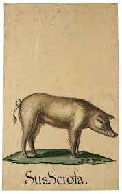 Maybe you would like to learn more about one of these? Austrian School 18th Century Two Drawings A Pig And A Goat Mutualart