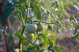 We're often asked at this time of year how often you should water your fruit trees. Information About Watering Tomato Plants