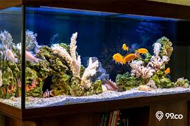 Yang harus diperhatikan untuk cara merawat aquarium ialah, periksa kesehatan ikan. 5 Tips Feng Shui Aquarium Di Rumah Untuk Menarik Energi Positif