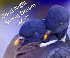 Bird Good Night Sweet Dream My Love Images In 2020 Sweet Dreams My Love Good Night Sweet Dreams Love Images