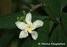 Image result for Tabernaemontana pachysiphon