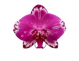 Fiore giallo simile all orchidea / isolato tre orchidee giallo limone sul ramo immagine stock. Phalaenopsis Il Fiore Farfalla Mercato Dei Fiori Di Ercolano