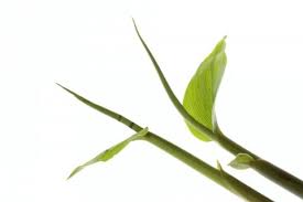みょうが 茗荷 には物忘れの効能がある 栄養や花言葉 旬の季節は Horti ホルティ By Greensnap