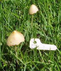 Image result for Conocybe lactea