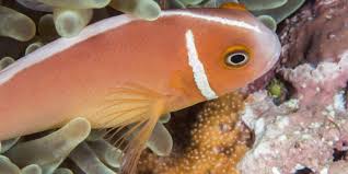 Resultado de imagen de peces