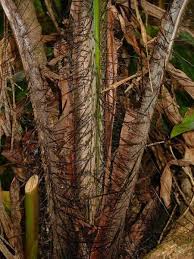 Image result for Acanthophoenix rubra