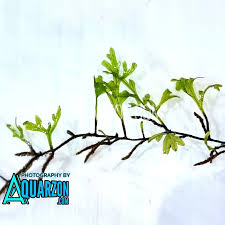 Image result for Crepidomanes frappieri