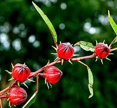 Image result for Sabicea orientalis