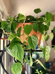 Heart Leaf Philodendron Philodendron Hederaceum Var Oxycardium If You Re Looking For A Fool Proof House Plant Y Philodendron Heart Leaf Philodendron Plants