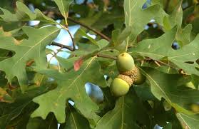 There are 99 sawtooth oak tree for sale on etsy, and they cost $23.02 on average. 7 Steps To Stronger Acorn Production Nda