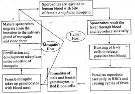 Schizogony is the division of one sporozoite into up to 8 merozoites. Represent Schematically The Life Cycle Of A Malarial Parasite Studyrankersonline