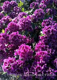 Image result for Rhododendron