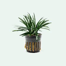 Image result for Ophiopogon