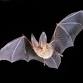 Nature Exploration: Bats! event image
