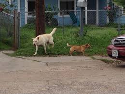 Petsmart is the adopt spot. Pasadena Builds New Pet Adoption Center Hoping To Decrease Stray Animals Population Houston Public Media