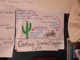 Carbon Dioxide Oxygen Cycle Science Anchor Charts Fun Science Carbon Dioxide Oxygen Cycle