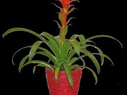 Houseplant plant with red flowers and green leaves. Low Maintenance Houseplants Hgtv