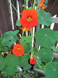 Image result for Tropaeolaceae