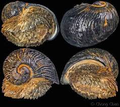 Image result for Kotschya stolonifera