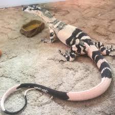 Black And White Tegu Lizard In South Carolina Lace Monitor Bell Phase In 2020 Cute Reptiles Reptiles Pet Monitor Lizard