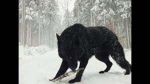 Nightmare Wolves Are More Dangerous If You Have Them In The City Their A Problem They Like To Howl So Noisy But Their Jaws Wolf Dog Animals Largest Wolf