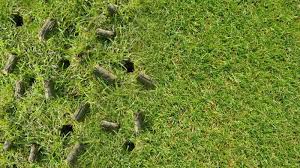 Aerating a bermuda grass lawn. Grass Seed 101 Everything You Need To Know About Lawn Aeration