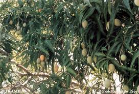 Image result for Mangifera indica